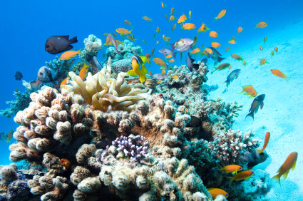 coral reef in Red Sea, copyright iStockphoto/wierdeau